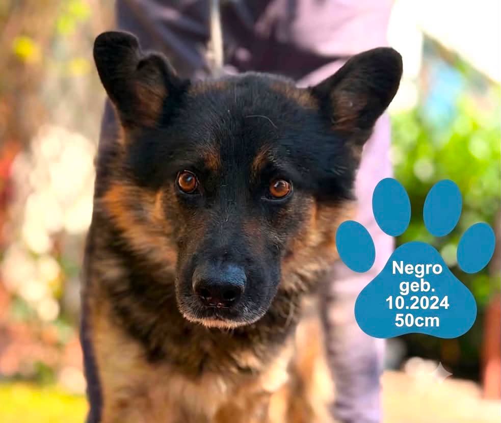 Negro
