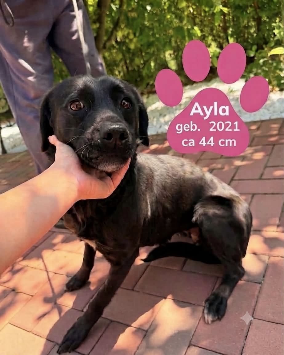 Ayla