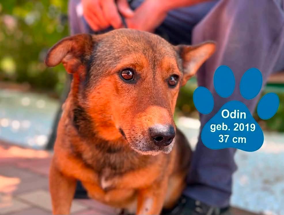 Odin