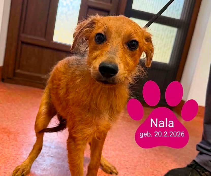 Nala