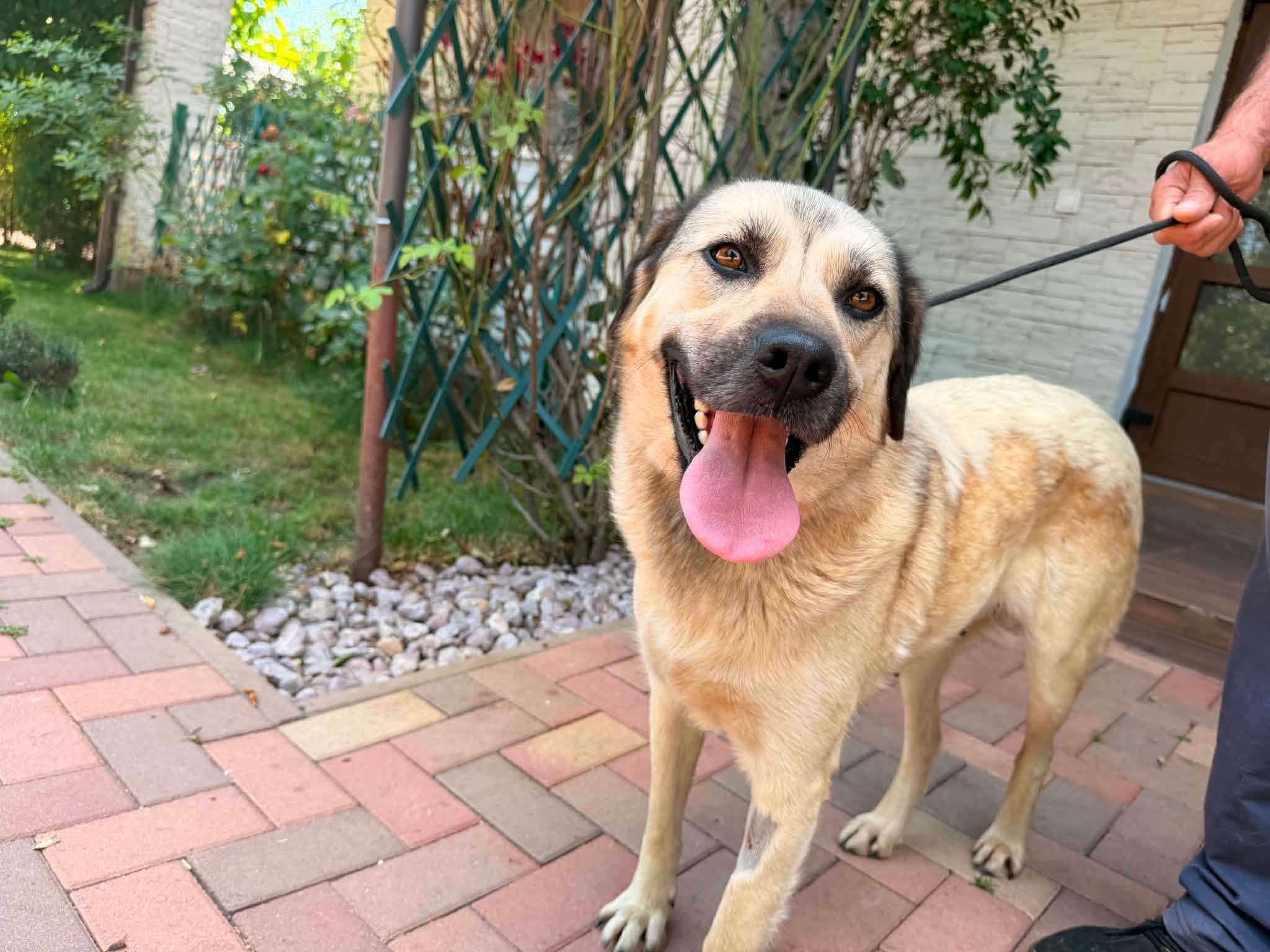 Stella