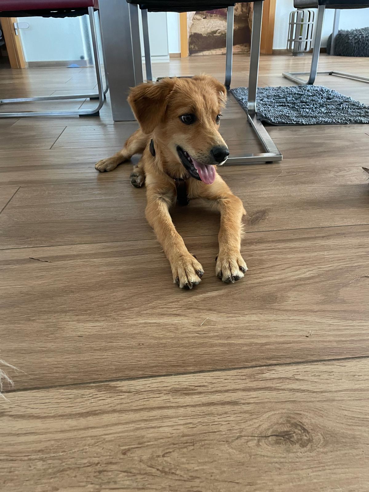 Nala